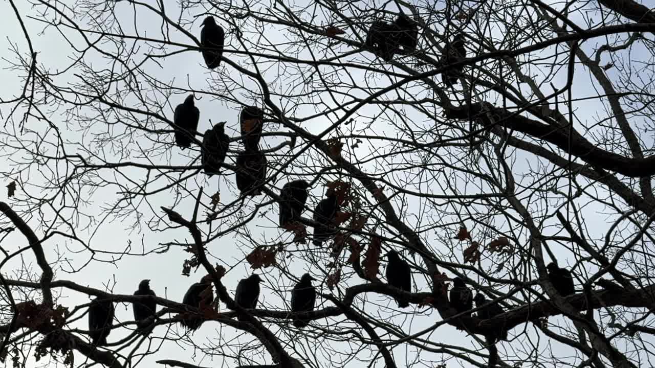 火鸡秃鹫栖息在树上的详细特写慢动作视频下载