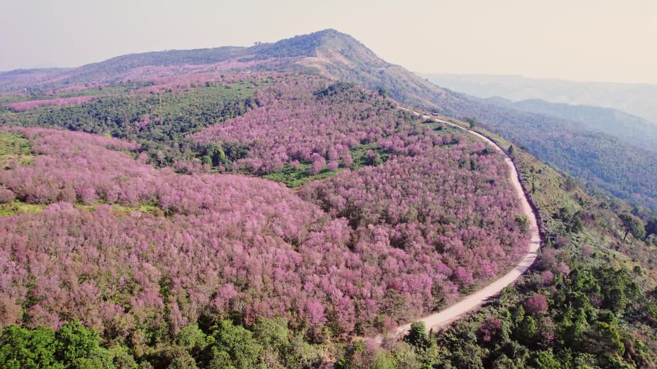 春天的早晨，在富显荣卡拉国家公园的富隆罗，野生喜马拉雅樱桃树在山上的种植园里盛开视频下载