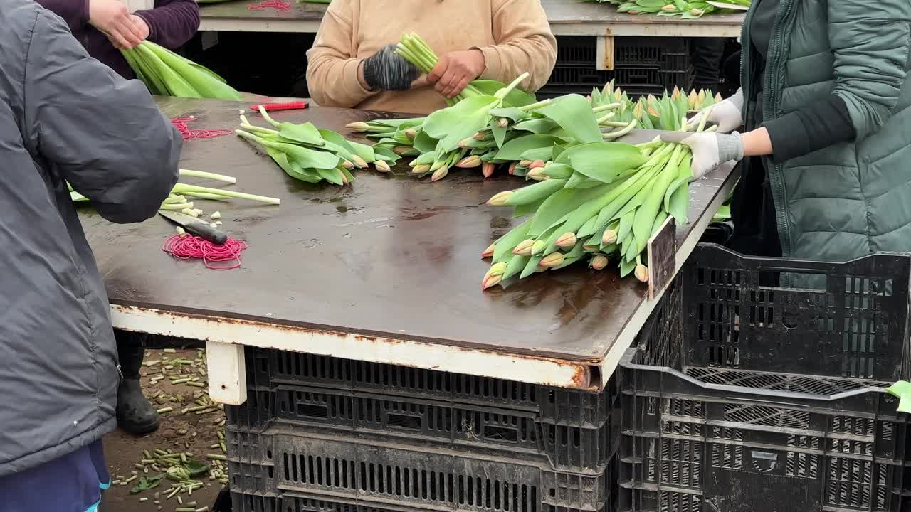 在工业温室里，忙碌的工人们把新鲜的郁金香按颜色和长度分拣出来成批出售视频下载