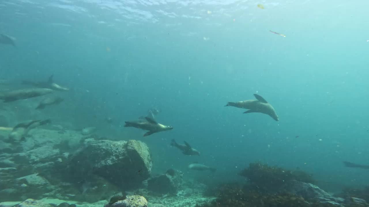 一大群澳大利亚海狗在新南威尔士州蒙塔古岛附近的水域游泳。视频下载
