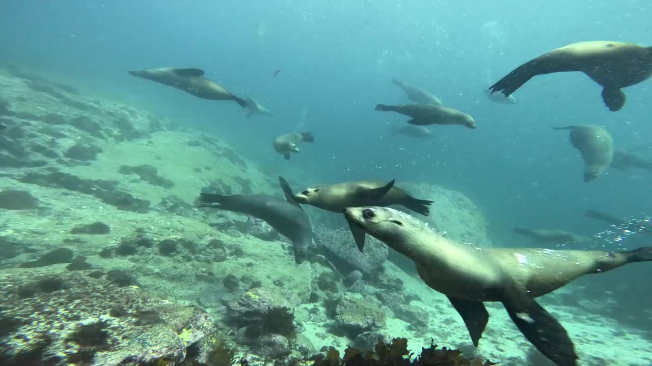 新南威尔士州蒙塔古岛，一只澳大利亚海狗挂在镜头前的低角度镜头。视频下载