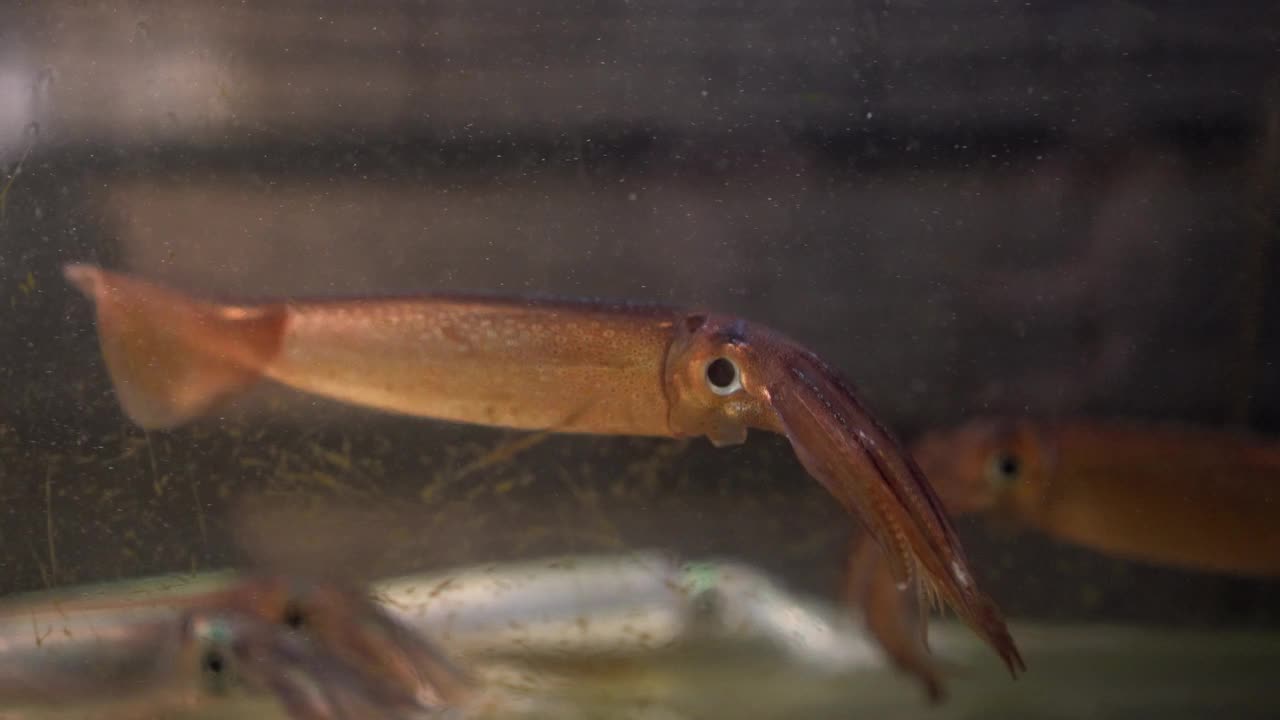 在日本餐厅4k，新鲜的函馆鱿鱼在鱼缸里游泳，准备生鱼片视频下载