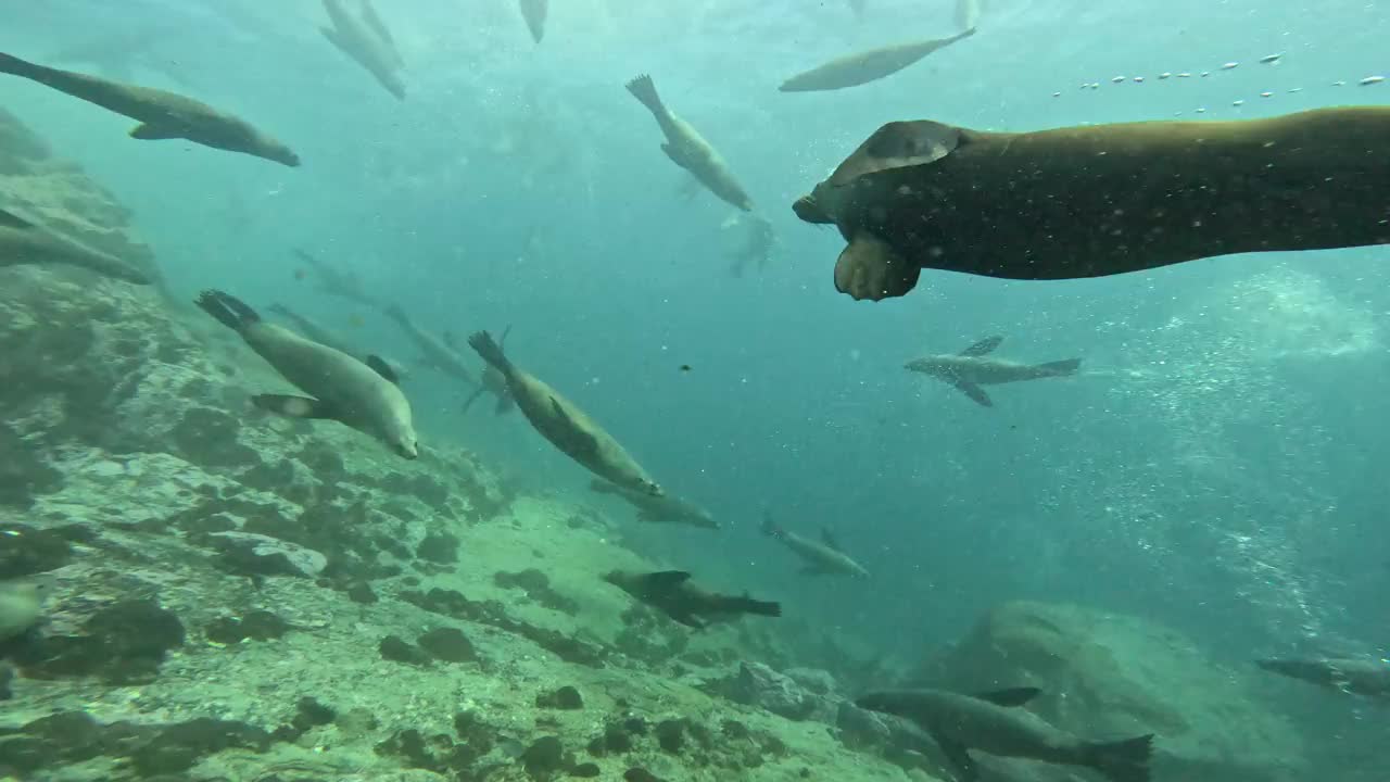 一大群澳大利亚海豹在海底游泳，蒙塔古岛，新南威尔士州。视频下载