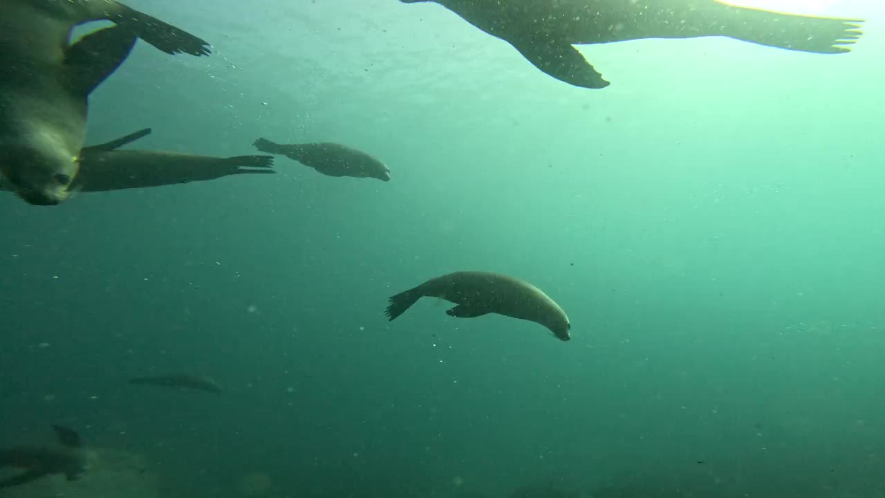 一大群澳大利亚海豹在海底游泳，蒙塔古岛，新南威尔士州。视频下载