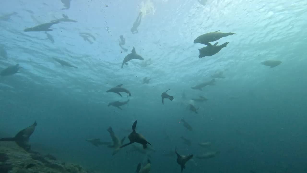 新南威尔士州蒙塔古岛，许多澳大利亚海狗在蓝色的海水中游泳，水面上有一些浮潜者。视频下载