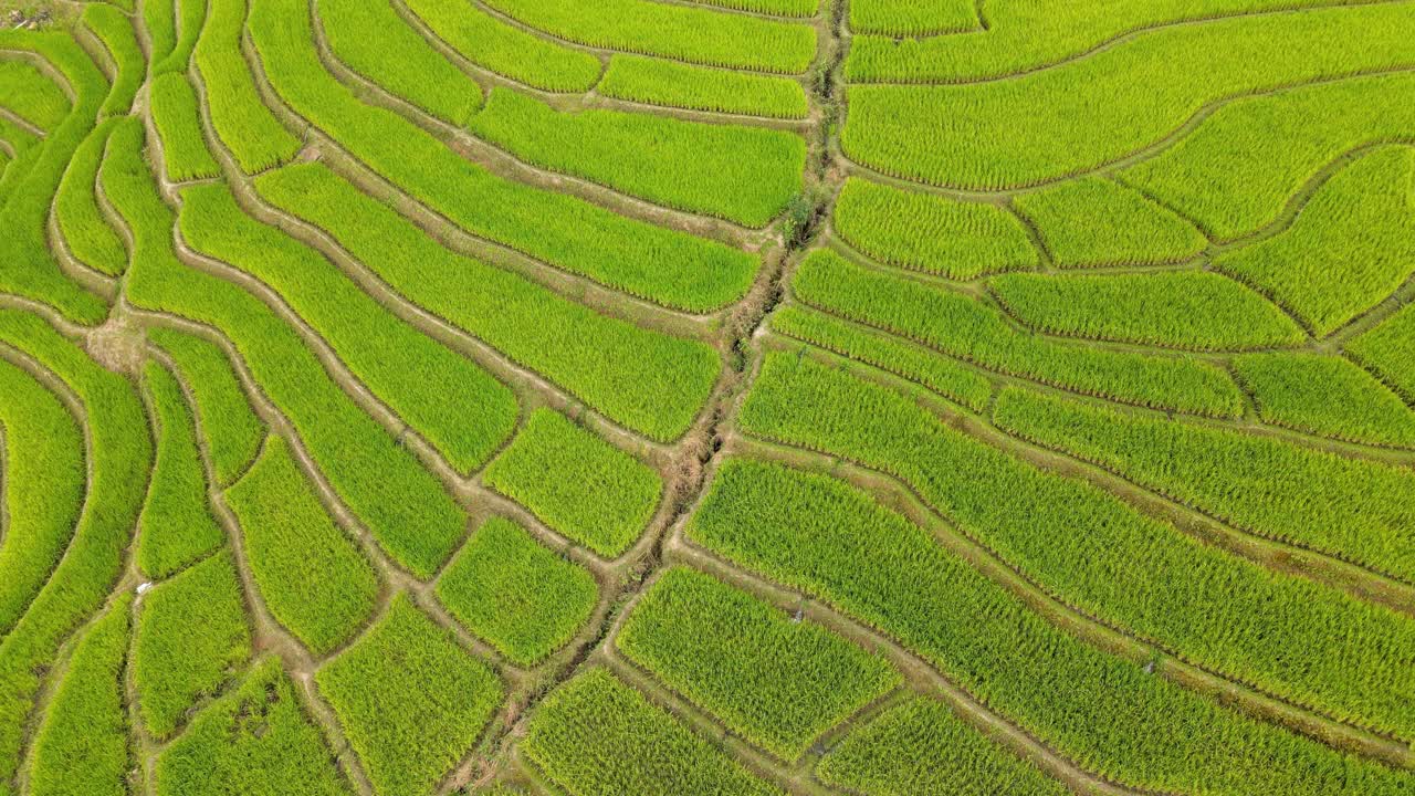 泰国清迈湄湛帕邦坪的稻田。视频下载