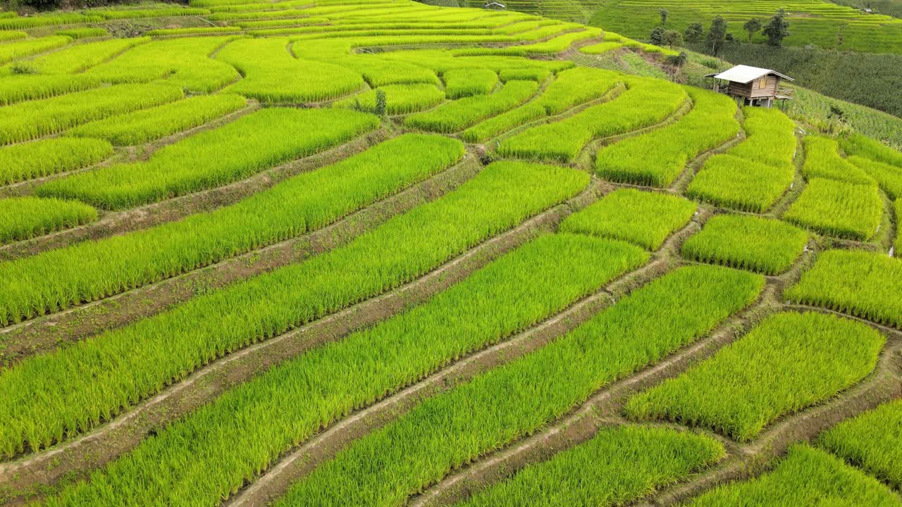 泰国清迈湄湛帕邦坪的稻田。视频下载