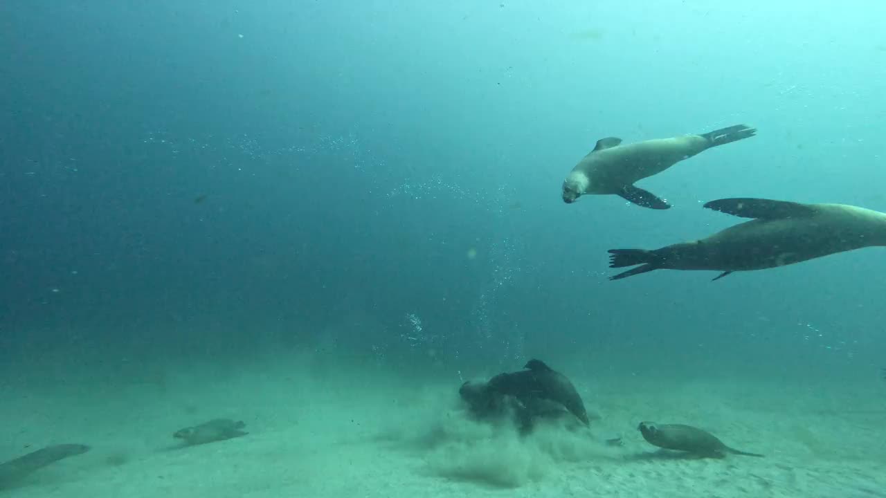 新南威尔士州蒙塔古岛，澳大利亚海狗在沙质海底相互作用。视频下载