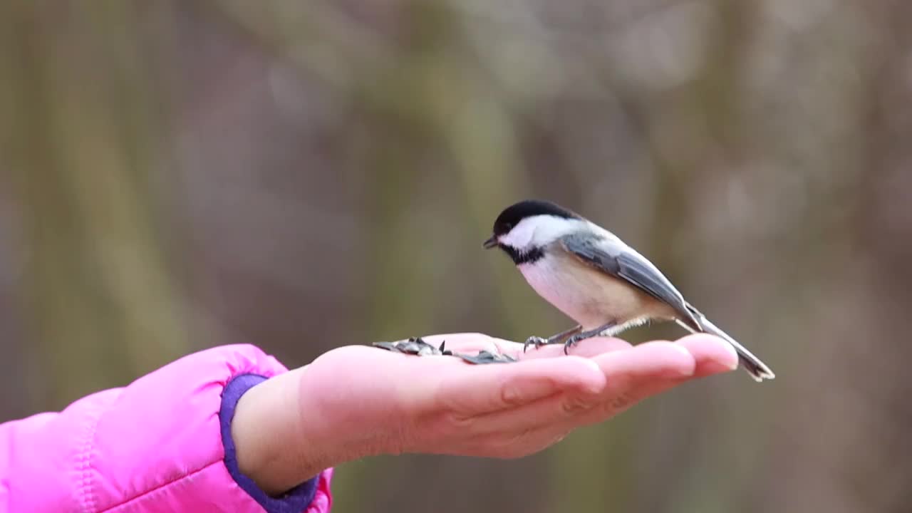 美国新英格兰，在女人的手上喂黑冠山雀(Poecile atriapillus)视频下载