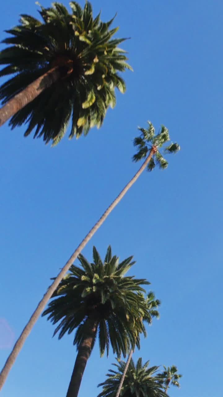 驾车在比佛利山庄棕榈树下的垂直视图视频下载