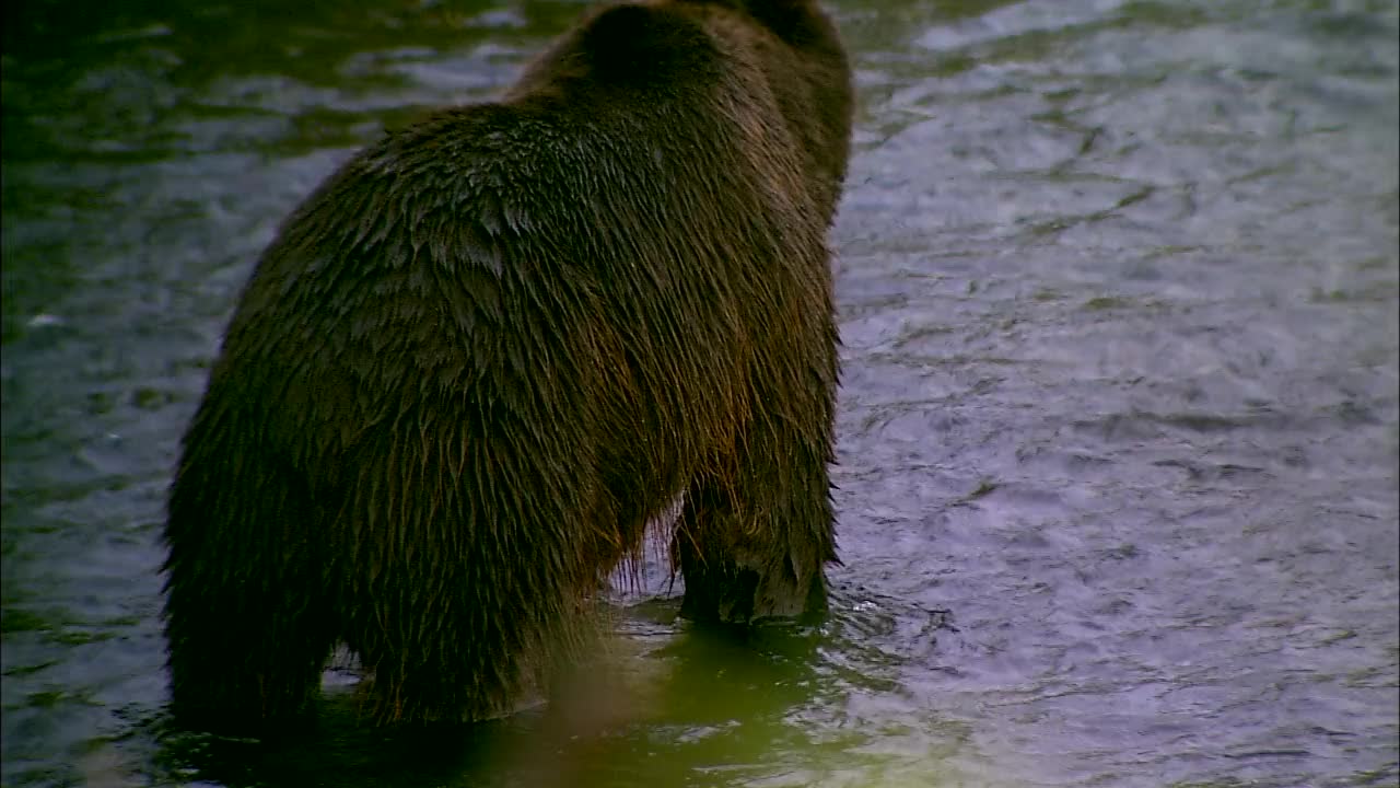 堪察加棕熊在河边吃饲料/俄罗斯堪察加半岛视频下载