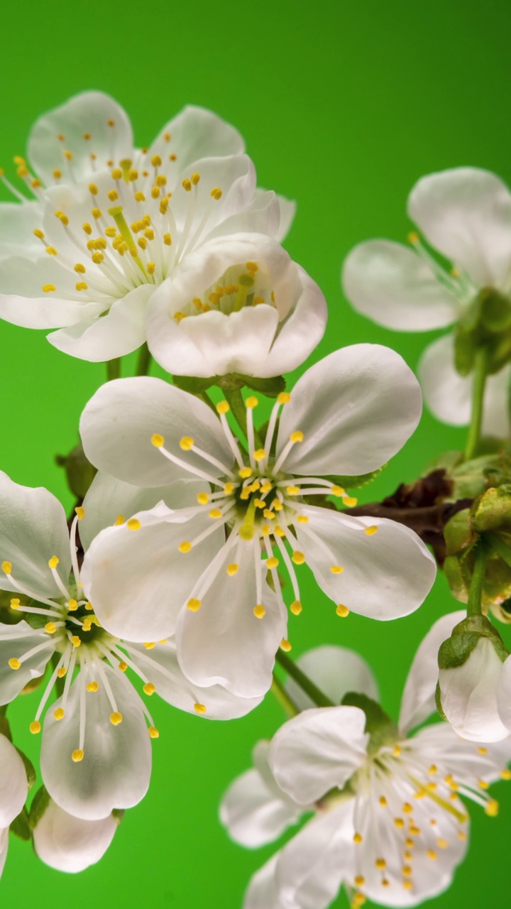 苹果花的白色花瓣绽放的时间流逝视频素材