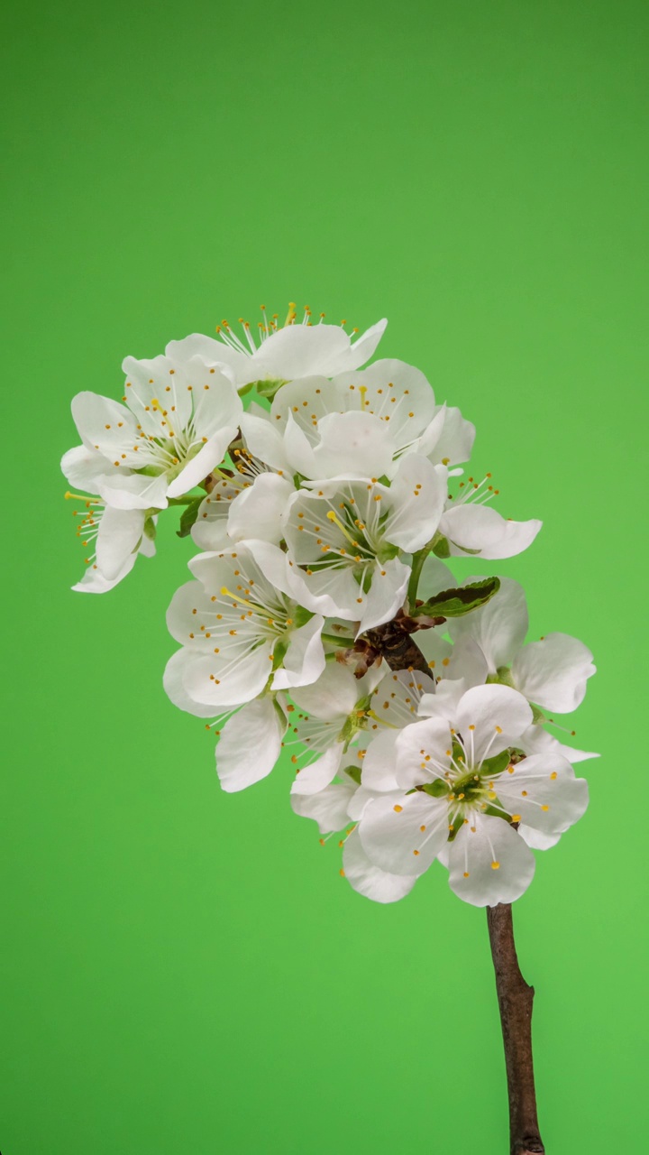 苹果花的白色花瓣绽放的时间流逝视频素材