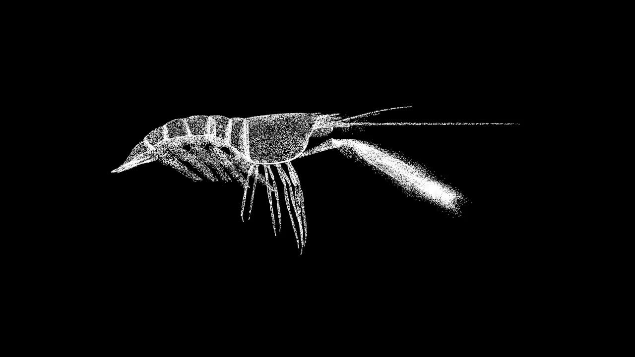 3D虾在黑色背景上旋转。海洋海底世界概念。餐馆的美味。商业广告背景。用于标题，文本，演示。3d动画60 FPS。视频下载