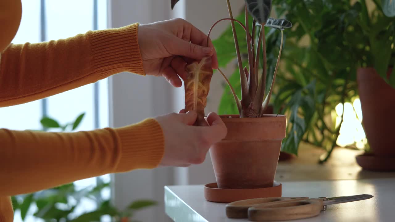 女园丁剪枯黄叶的紫菀室内植物特写。植物养护理念。视频下载