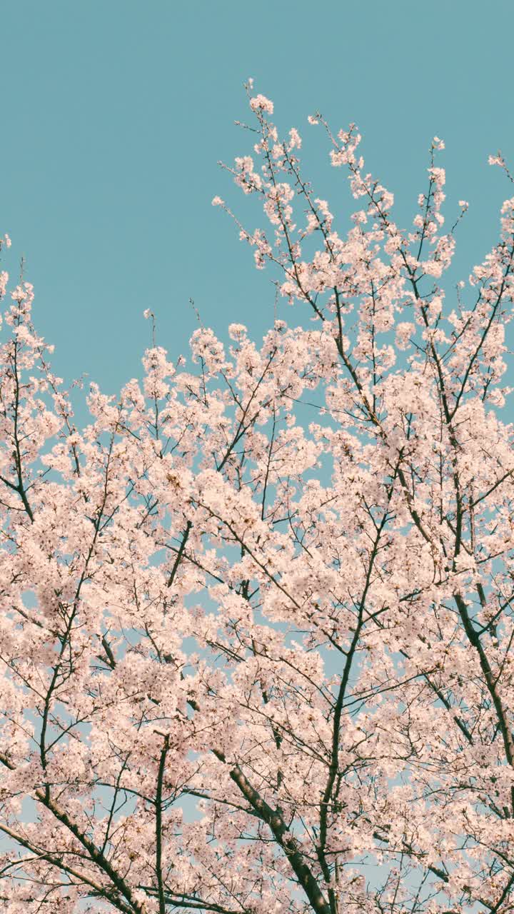 樱花或樱花盛开在春天，自然或户外，怀旧的底片看，垂直视频的智能手机镜头视频下载