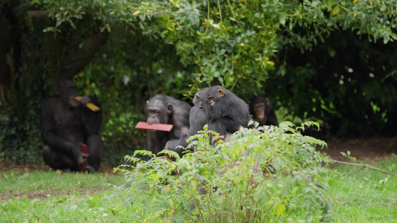 可爱的西部黑猩猩宝宝在雨中被家人抱着回家，他们拿着木头，后面跟着其他成员，在动物园栖息地外，周围是绿色的树叶视频下载