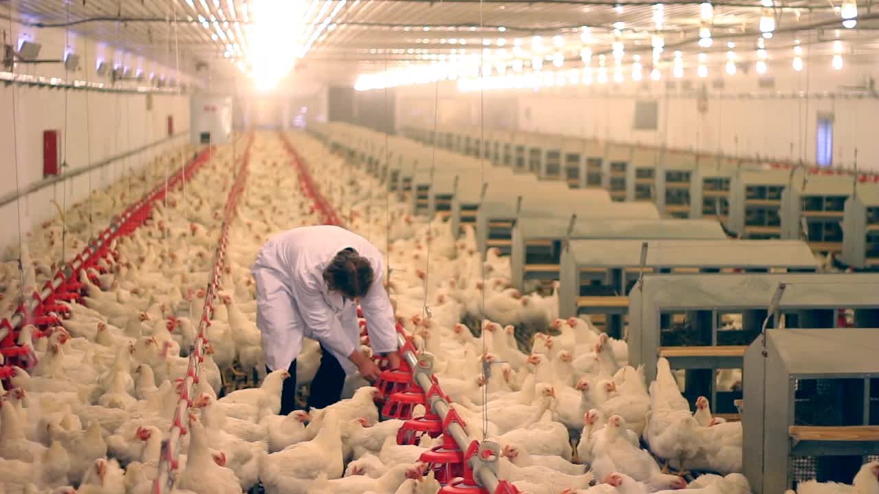 从事养鸡场、鸡蛋和家禽生产的兽医视频下载