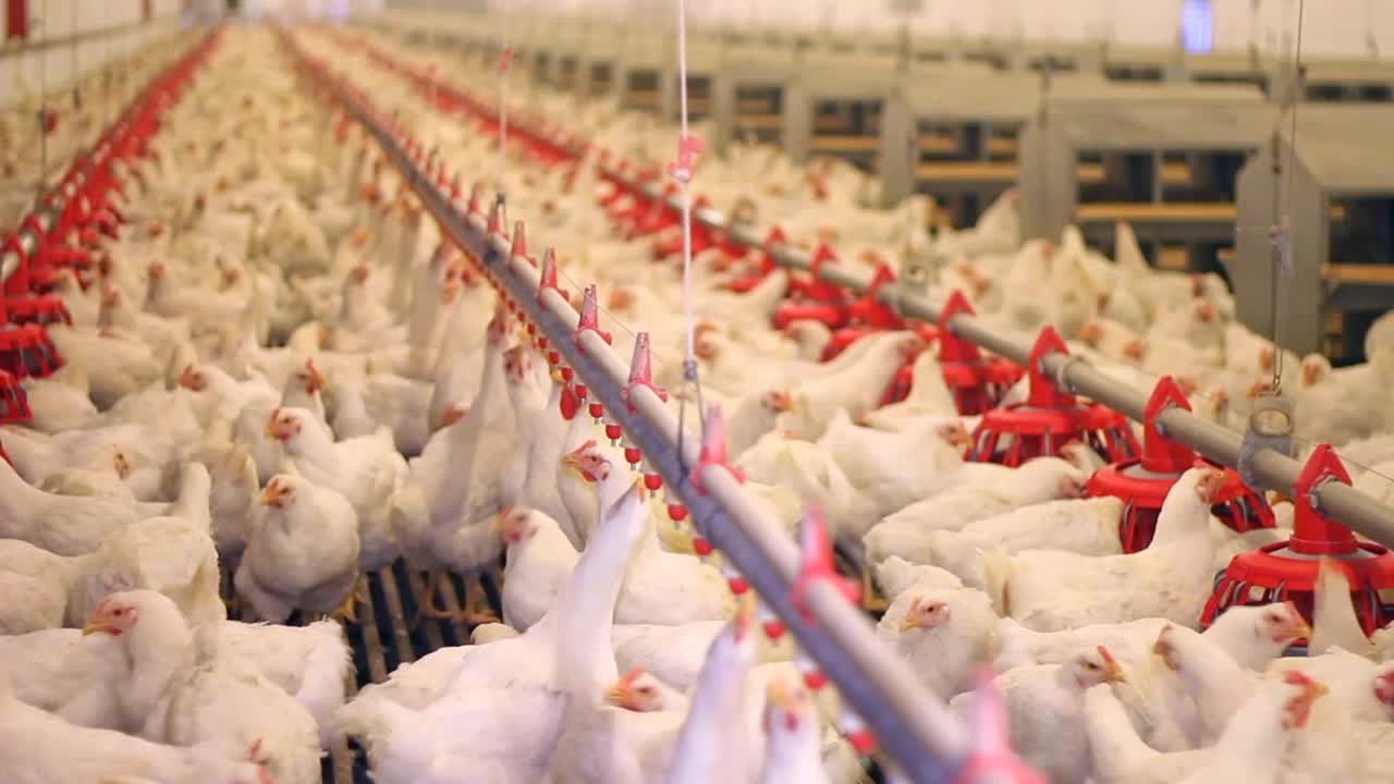 养鸡场，蛋类及家禽生产。鸡喝水吃东西视频下载