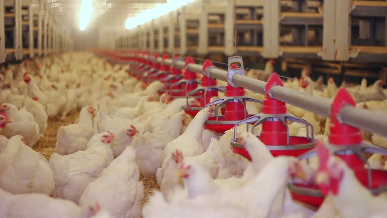 养鸡场，蛋类及家禽生产。近距离低角度，室内镜头视频下载