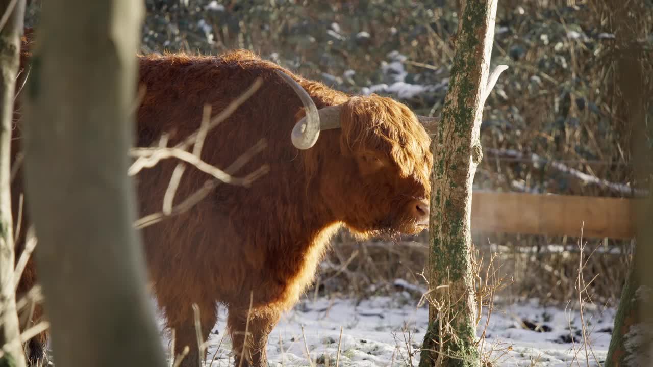 毛茸茸的高原牛站在冬天的森林里反刍。视频素材