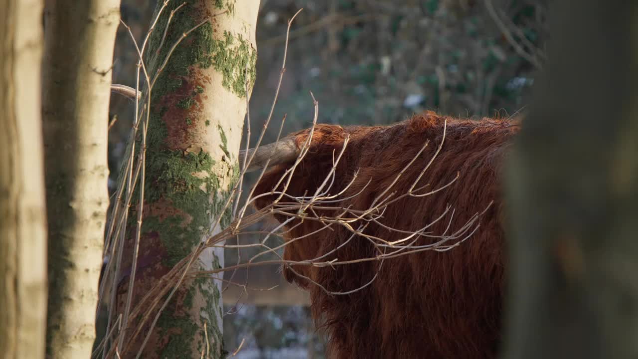 高原的牛躲在冬天森林里的树枝后面，转过身来。视频下载