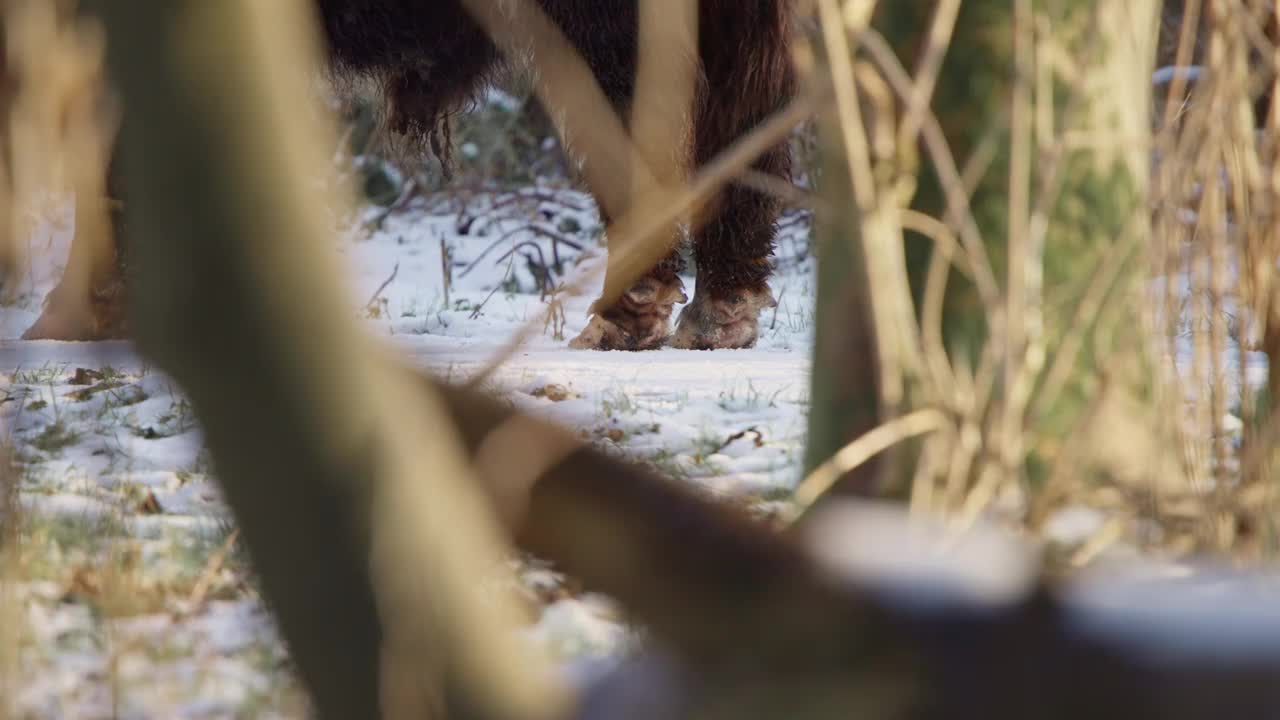 毛绒绒的高原牛的蹄子和尾巴在冬雪中的森林灌木丛中。视频下载