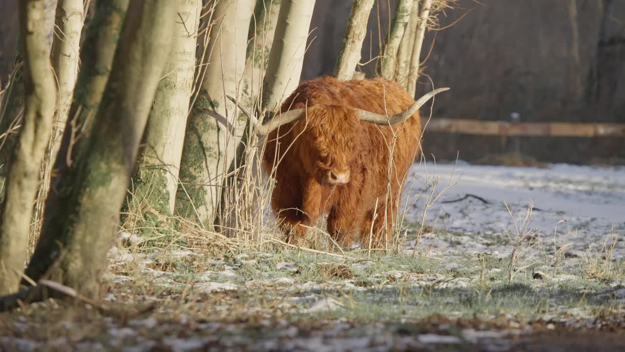 毛茸茸的棕色高原公牛，长着大角，在冬天的森林里跺脚。视频下载
