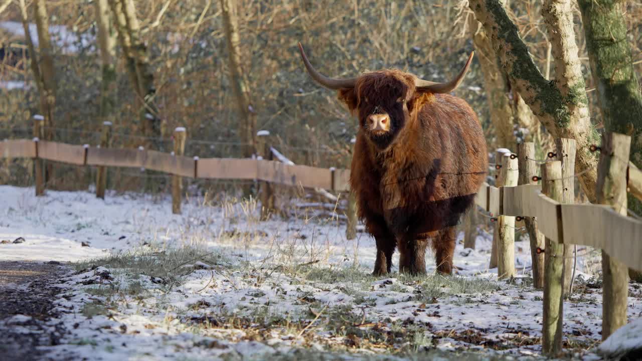 冬天，雄壮的高地公牛长着巨大的角站在篱笆旁。视频下载