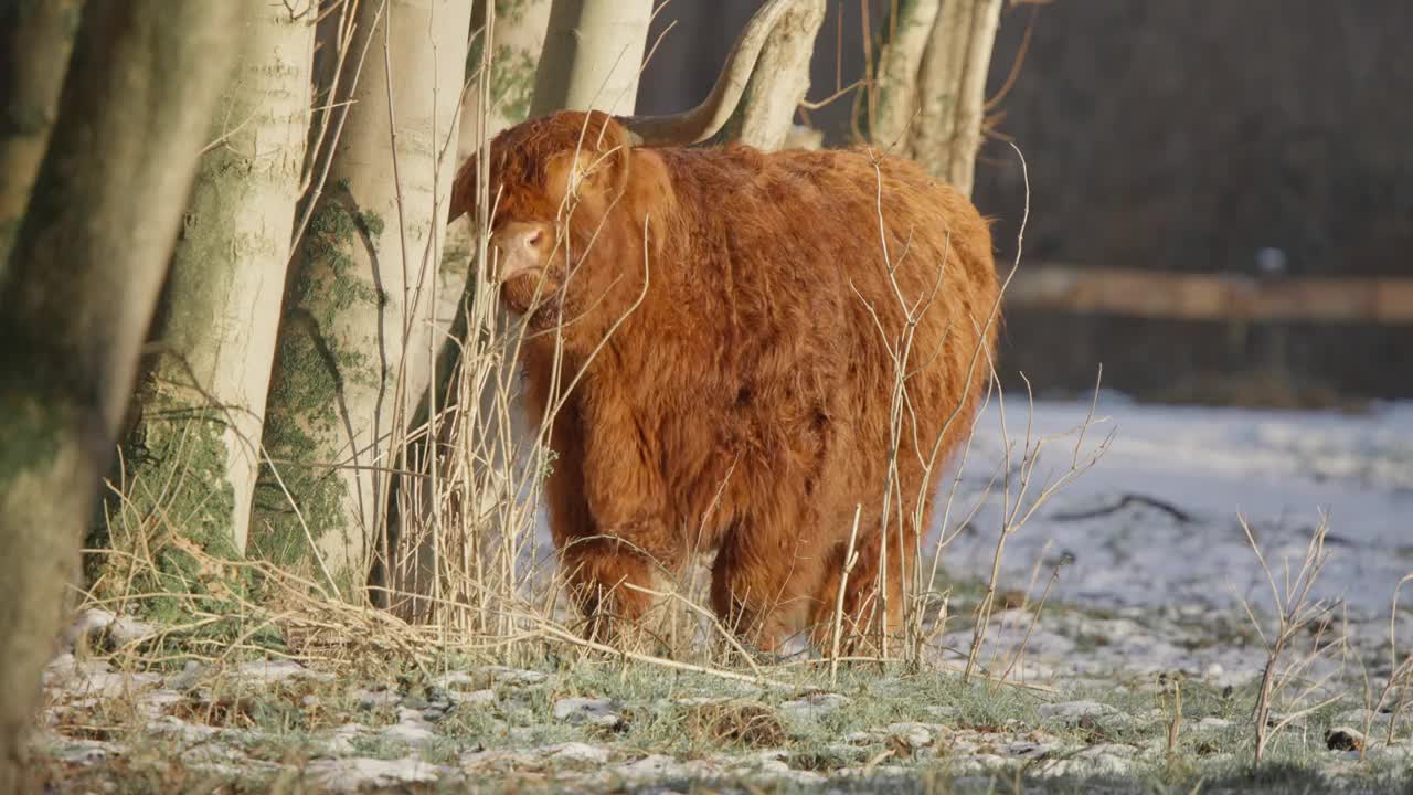 毛茸茸的高原牛在冬天在树上抓它巨大的角。视频下载