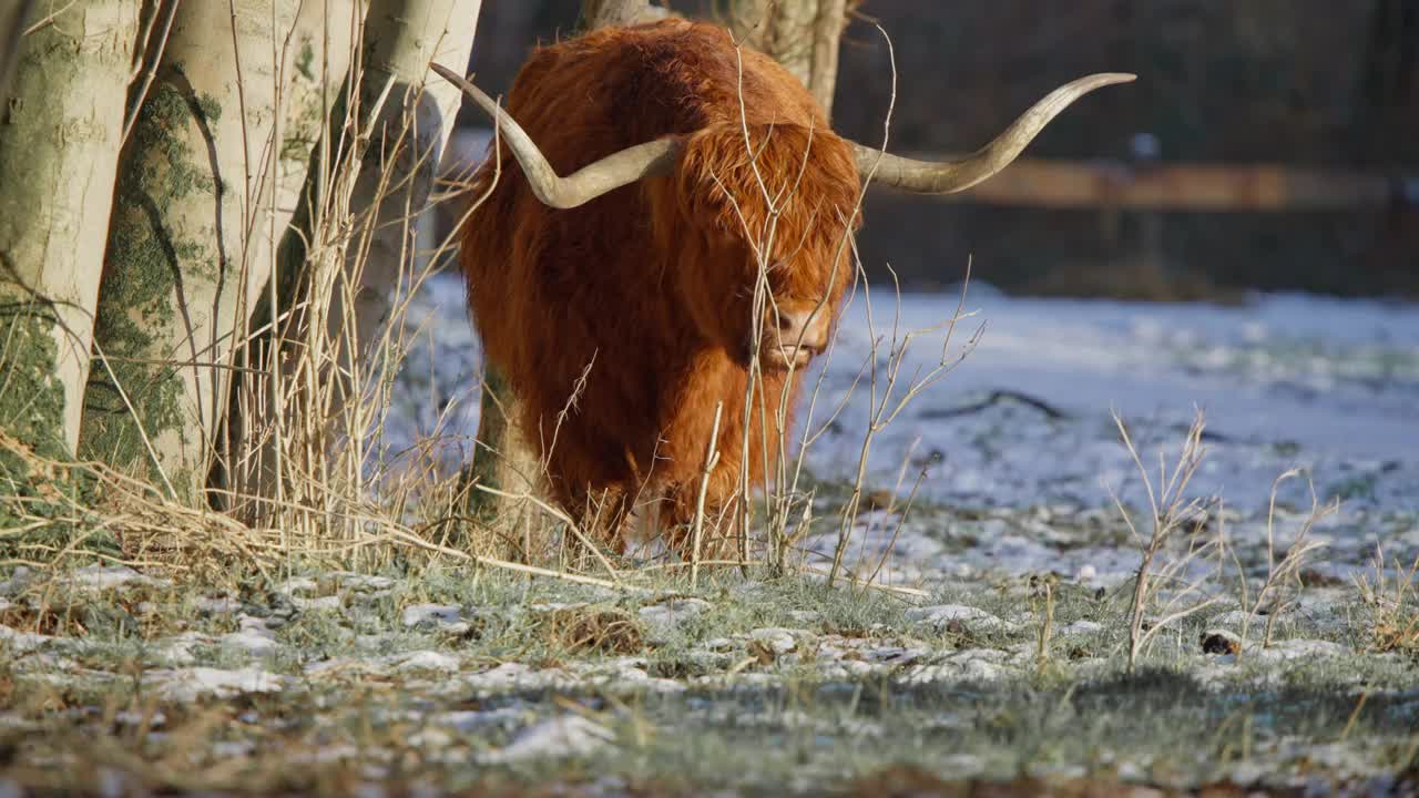 毛茸茸的棕色高原牛，长着巨大的角，在冬天的森林里反刍。视频下载