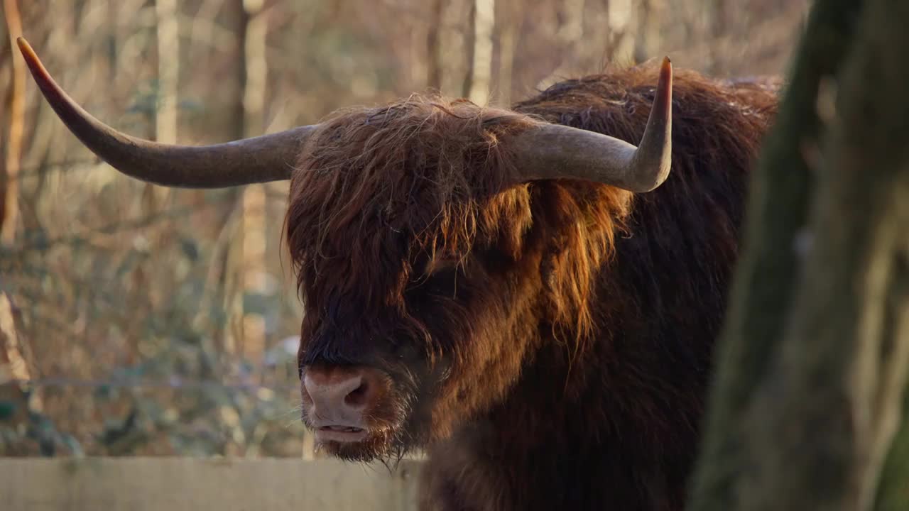 长着巨大角的高原公牛在森林里反刍，呼出水蒸气。视频下载