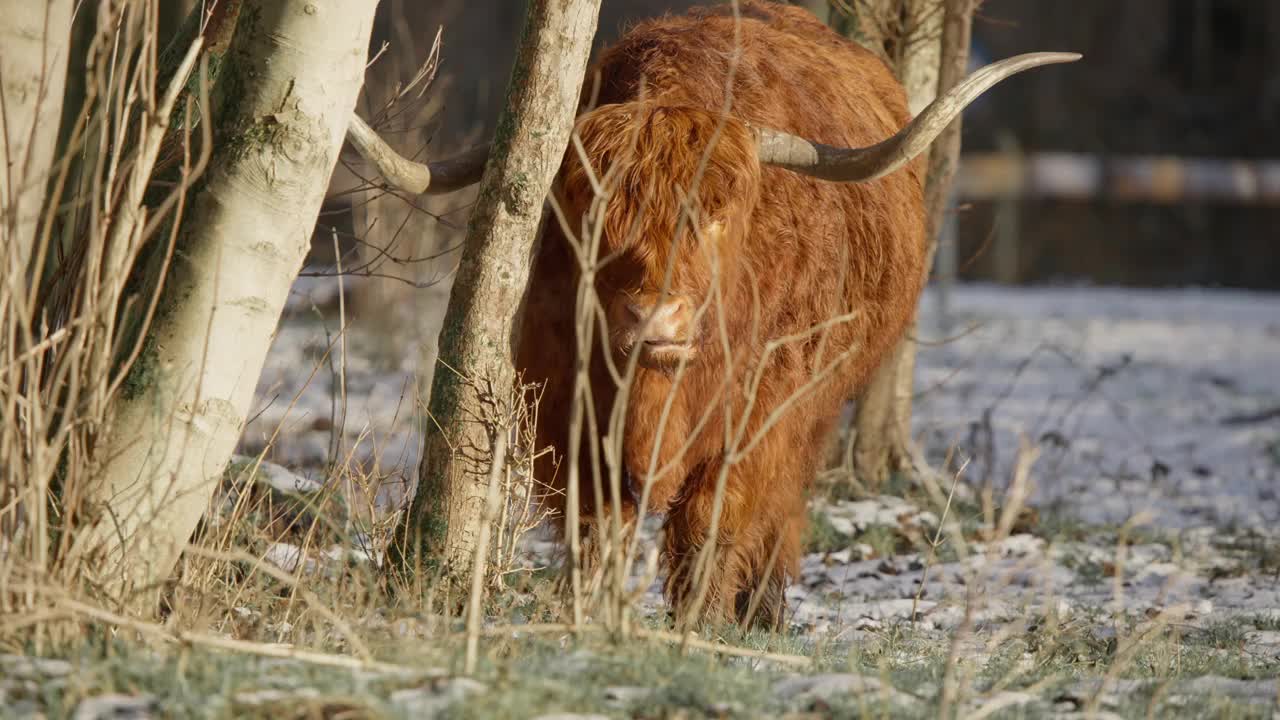 毛茸茸的棕色角高原牛在冬天的林地里反刍。视频下载