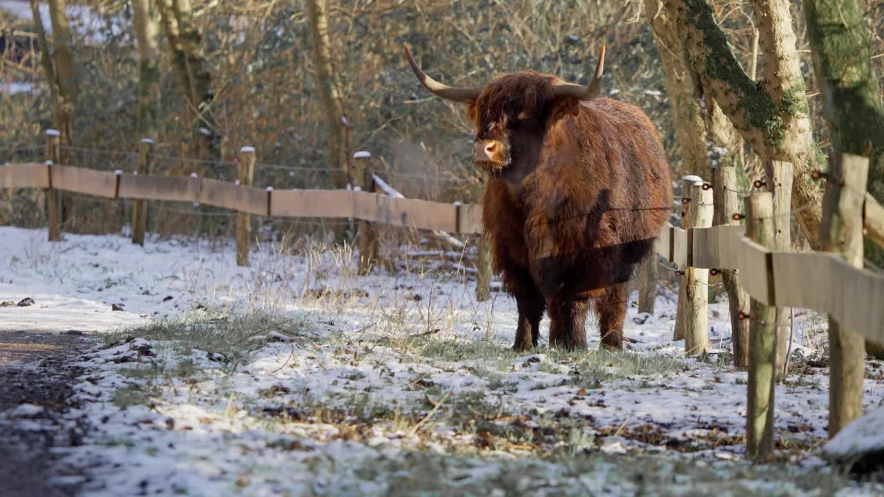 长着大角的毛茸茸的高原公牛在篱笆旁呼出冬天的蒸汽。视频下载
