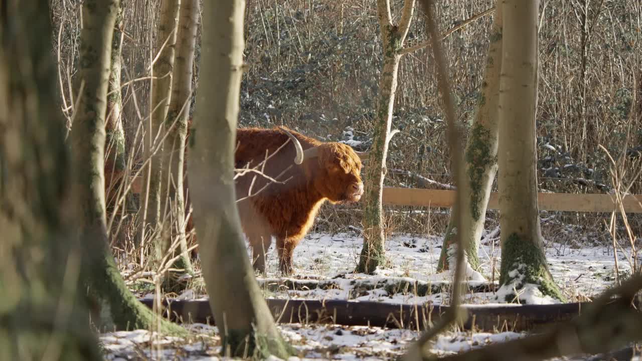 毛茸茸的高原牛在冬天的森林里反刍，呼出水蒸气。视频下载