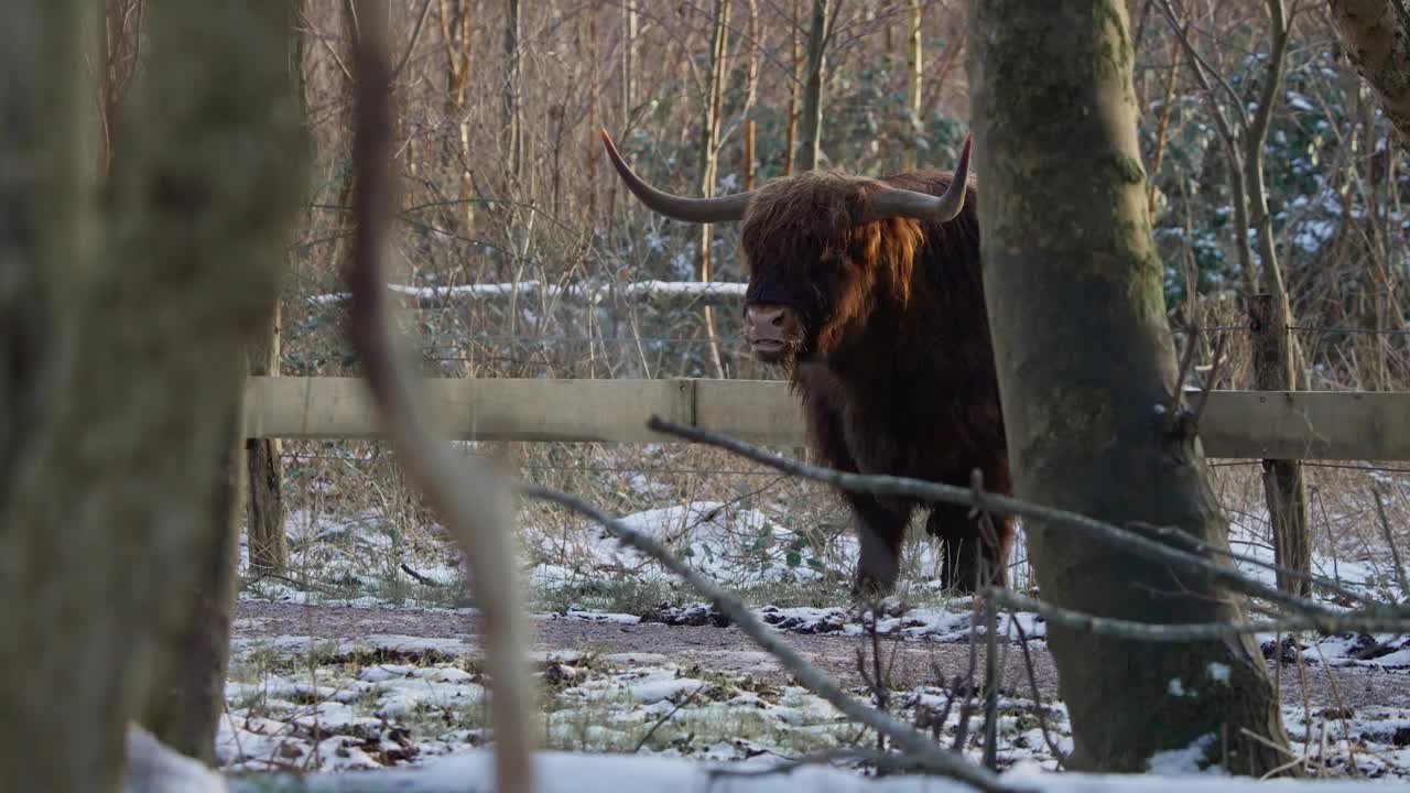 毛茸茸的高原牛在冬天的森林围栏里反刍，呼出水蒸气。视频素材