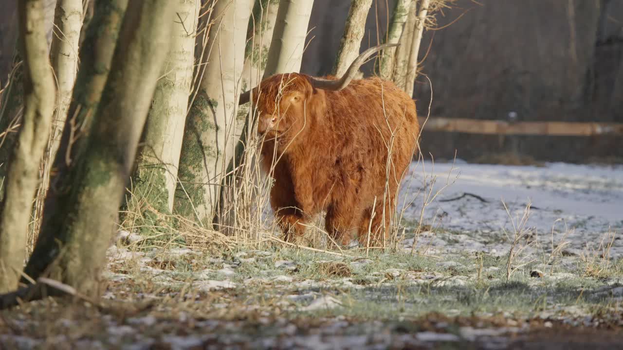毛茸茸的棕色高地牛在树上抓着他巨大的角。视频下载