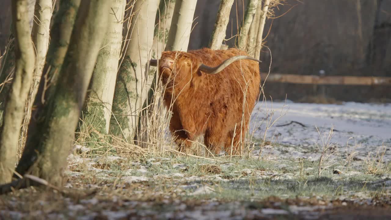 冬天森林里毛茸茸的棕色高地公牛，长着巨大的角。视频素材