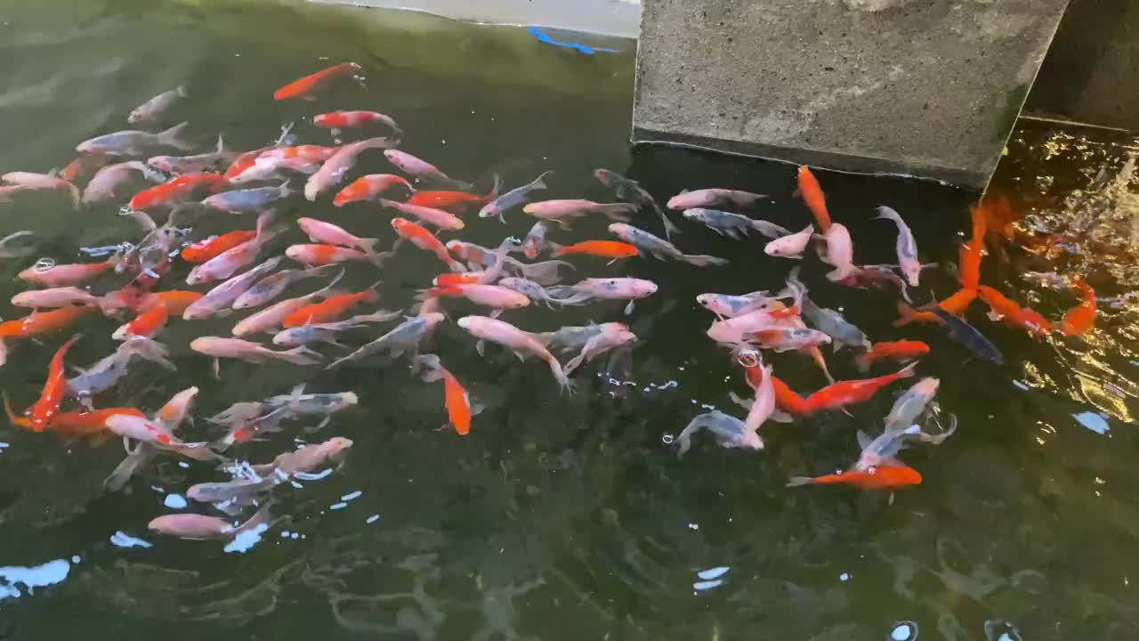 池塘里的一群锦鲤视频下载