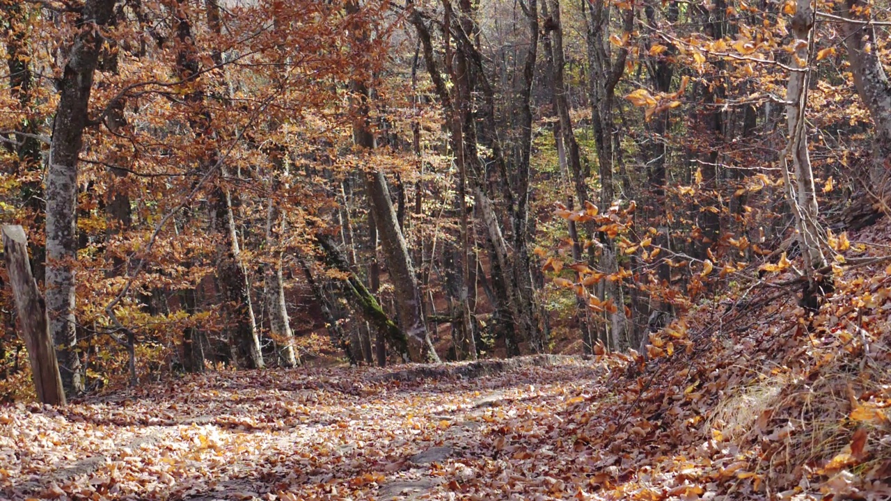 秋天的森林，阳光明媚，天气温暖。山路:在山脉斜坡上的秋天森林中覆盖着干树叶和干树根的路明亮的阳光照耀着，长长的影子从树上投下视频下载