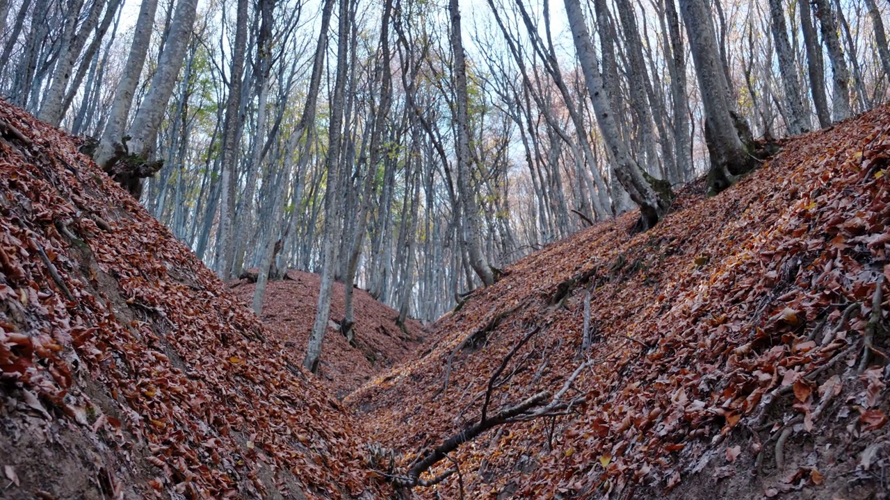在秋天的山毛榉树林里走过落叶。明亮的阳光透过树干和光秃秃的树枝照进来。视频下载