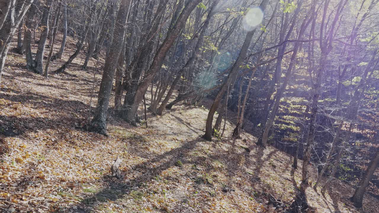 一个明媚的秋日，在山间的森林里，阳光普照。秋天周末远足。用干树枝做成的小屋。视频下载