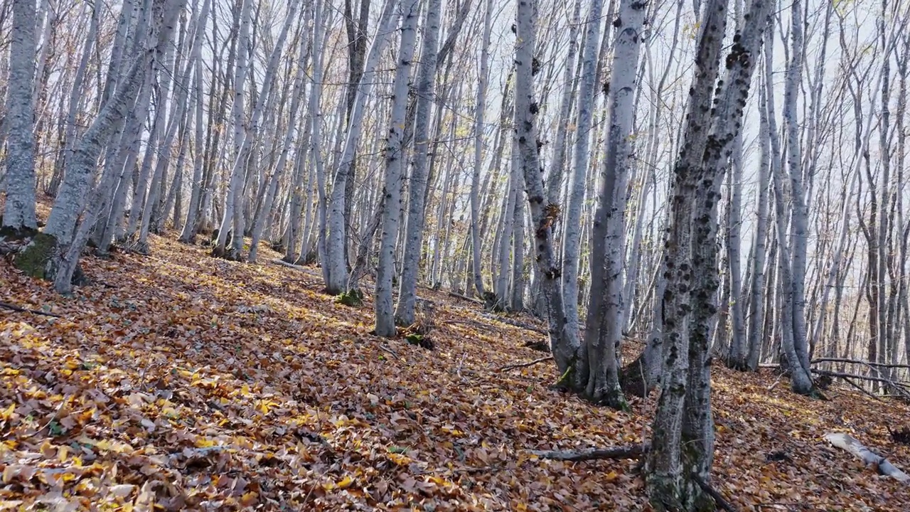 山坡上山毛榉林中落叶的秋色。明亮的阳光透过树干和光秃秃的树枝照进来。眩光和射线。周末远足视频下载