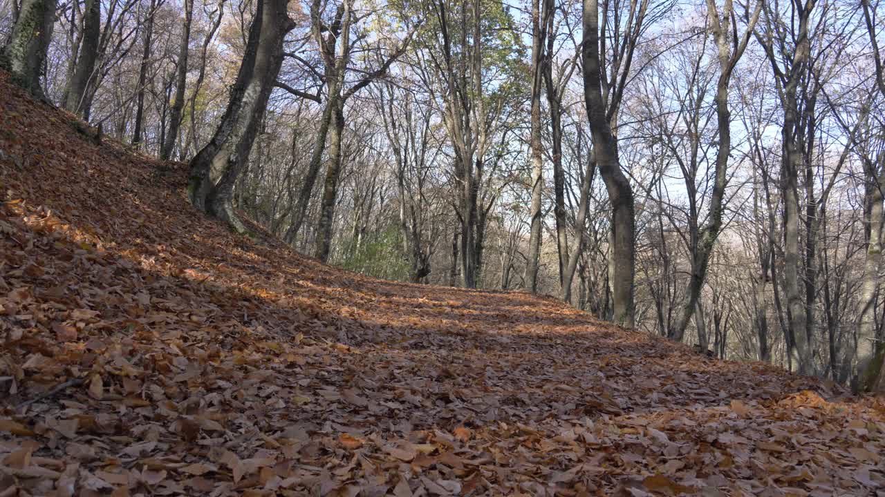 山坡上山毛榉林中落叶的秋色。明亮的阳光透过树干和光秃秃的树枝照进来。眩光和射线。从下往上看视频下载
