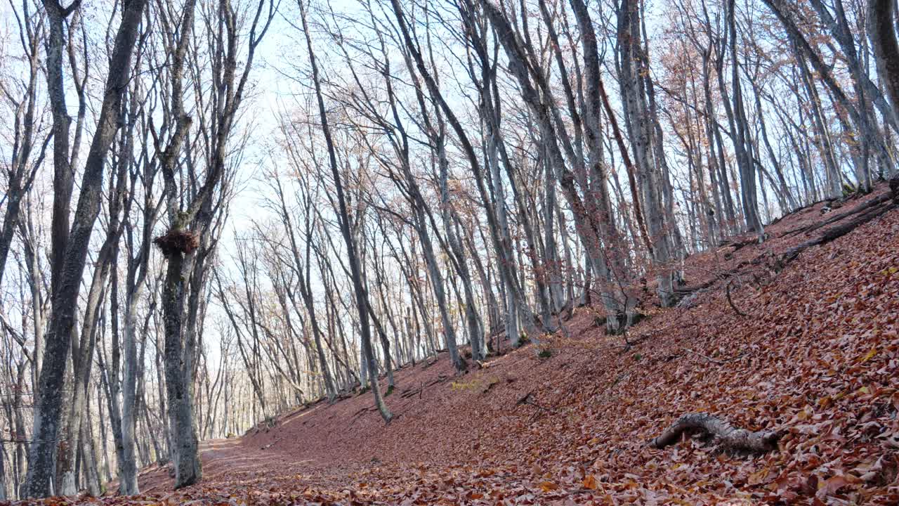 山路:在山脉斜坡上的秋天森林中覆盖着干树叶和干树根的路阳光灿烂，树干上投下长长的影子视频下载