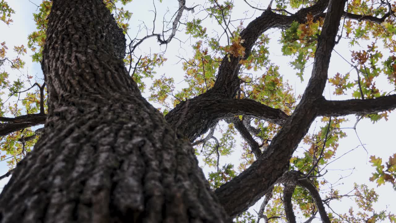 秋天，一棵橡树的树冠，从下到上，覆盖着黄色和绿色的叶子，背景是蓝色的天空。摄像机沿着树干移动视频下载
