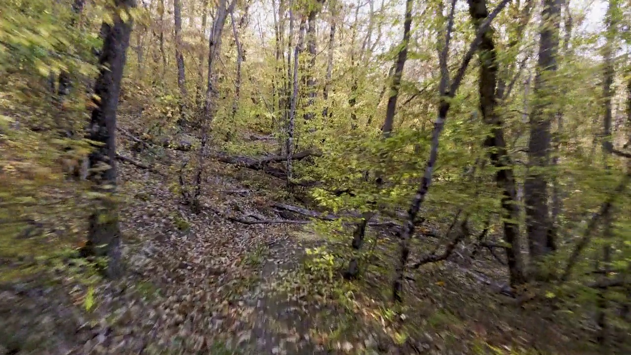 在山坡上的秋林里，沿着铺满干橡树叶的小路慢跑视频下载