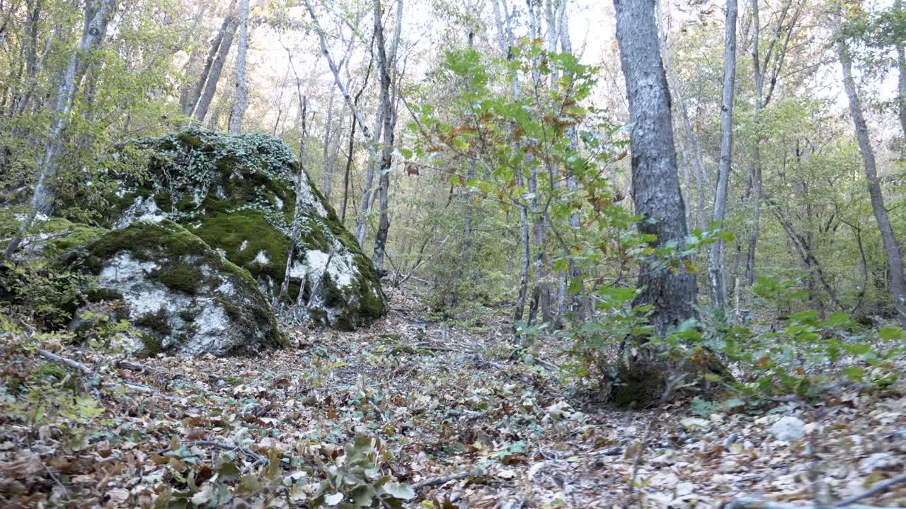沿着小路进入秋天的森林，在山坡上有长满苔藓的巨石视频下载