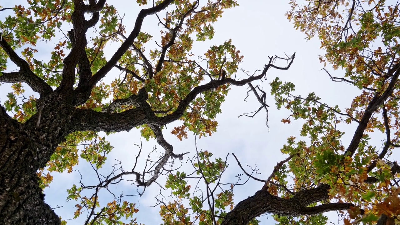秋天，一棵橡树的树冠，从下到上，覆盖着黄色和绿色的叶子，背景是蓝色的天空。摄像机旋转视频下载