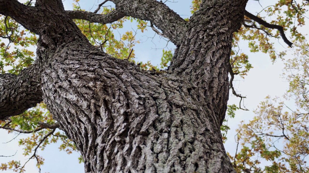 秋天，一棵橡树的树冠，从下到上，覆盖着黄色和绿色的叶子，背景是蓝色的天空。摄像机沿着树干向上移动视频下载